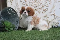 Nixson, a male Cavalier King Charles Spaniel for sale in Charm, OH – Photo 2 of 7