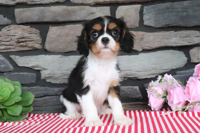 Duchess – Cavalier King Charles Spaniel puppy for sale in Charm, OH