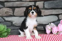 Duchess, a female Cavalier King Charles Spaniel for sale in Charm, OH – 1 of 5