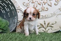 Roxy, a male Cavalier King Charles Spaniel for sale in Charm, OH – 2 of 6