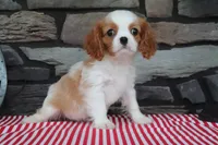 Idabelle, a male Cavalier King Charles Spaniel for sale in Charm, OH – 1 of 4