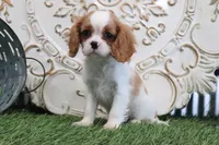 Ace, a male Cavalier King Charles Spaniel for sale in Charm, OH – 4 of 5