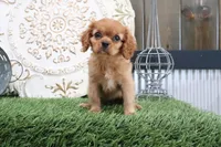 Princess, a female Cavalier King Charles Spaniel for sale in Charm, OH – 4 of 5