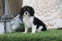 Kyra, a female Cavalier King Charles Spaniel for sale in Charm, OH – 3 of 7