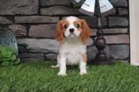 Isabell, a female Cavalier King Charles Spaniel for sale in Charm, OH – 2 of 6