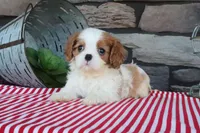 Tuffy, a male Cavalier King Charles Spaniel for sale in Charm, OH – 3 of 5