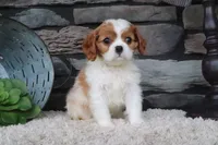 Teddy, a male Cavalier King Charles Spaniel for sale in Charm, OH – 3 of 4