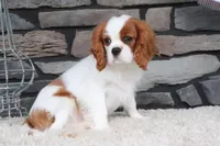 Ace, a male Cavalier King Charles Spaniel for sale in Charm, OH – 9 of 9