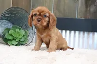 Davey, a male Cavalier King Charles Spaniel for sale in Charm, OH – 4 of 4