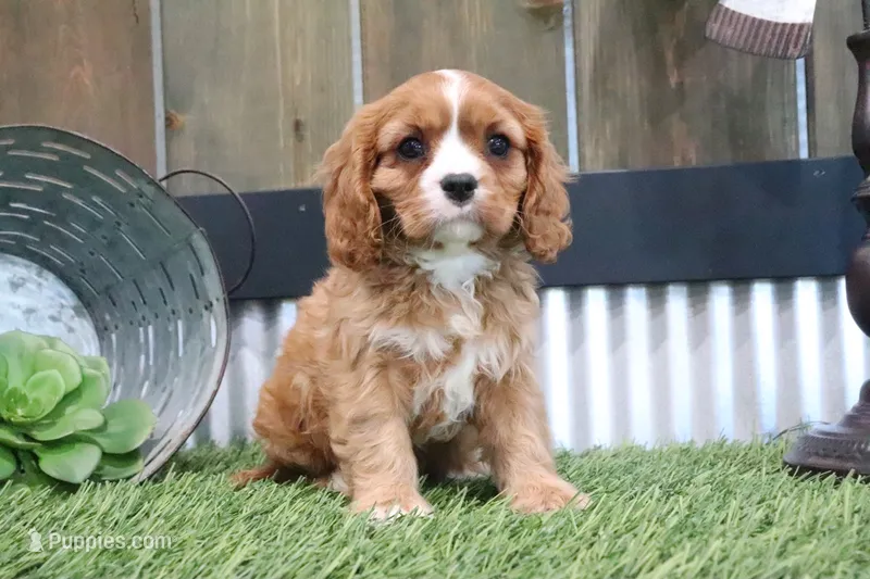 Edison – Cavalier King Charles Spaniel puppy for sale in Charm, OH