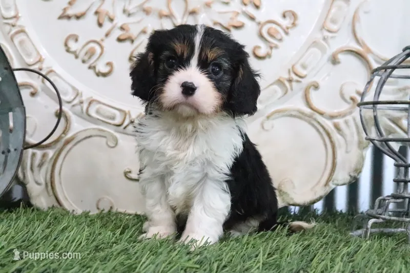 Rufus – Cavalier King Charles Spaniel puppy for sale in Charm, OH