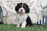 Rufus, a male Cavalier King Charles Spaniel for sale in Charm, OH – 1 of 5