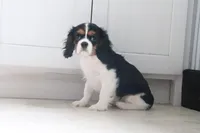Dottie, a female Cavalier King Charles Spaniel for sale in Charm, OH – 7 of 7