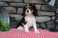 Dottie, a female Cavalier King Charles Spaniel for sale in Charm, OH – 5 of 7