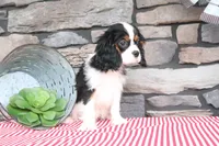 Kermit, a male Cavalier King Charles Spaniel for sale in Charm, OH – 2 of 4