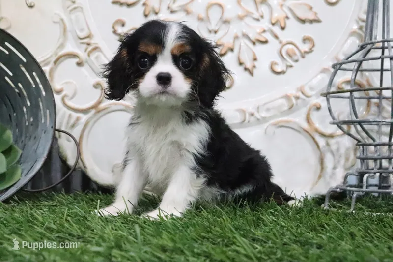 Uri – Cavalier King Charles Spaniel puppy for sale in Charm, OH