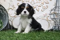 Uri, a male Cavalier King Charles Spaniel for sale in Charm, OH – 1 of 5