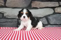 Ernestine, a male Cavalier King Charles Spaniel for sale in Charm, OH – 4 of 4