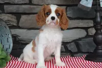 Heidi, a female Cavalier King Charles Spaniel for sale in Charm, OH – 2 of 6