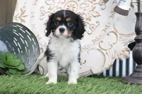 Kyra, a female Cavalier King Charles Spaniel for sale in Charm, OH – 2 of 7