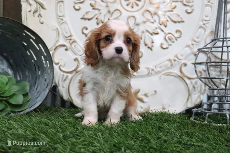 Romeo – Cavalier King Charles Spaniel puppy for sale in Charm, OH
