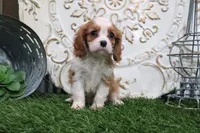 Romeo, a male Cavalier King Charles Spaniel for sale in Charm, OH – 1 of 5