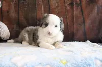 Jewels, a female Bernedoodle for sale in Charm, OH – Photo 3 of 4