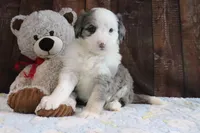 Jewels, a female Bernedoodle for sale in Charm, OH – Photo 4 of 4