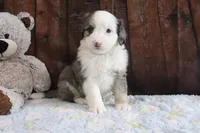Jewels, a female Bernedoodle for sale in Charm, OH – Photo 2 of 4