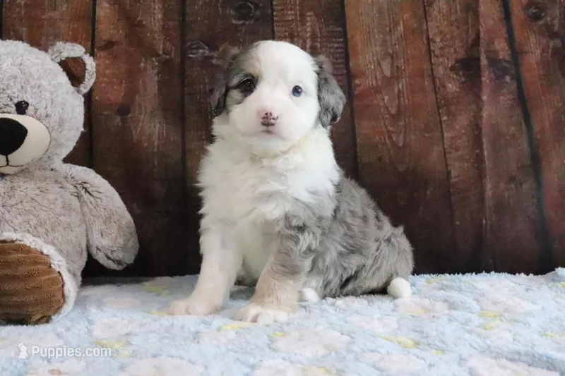 Jewels – Bernedoodle puppy for sale in Charm, OH