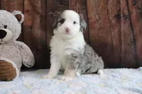Jewels, a female Bernedoodle for sale in Charm, OH – Photo 1 of 4