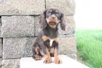 Tuffy, a male Cavalier King Charles Spaniel for sale in Charm, OH – 4 of 5
