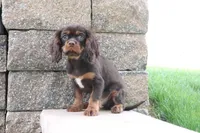 Tuffy, a male Cavalier King Charles Spaniel for sale in Charm, OH – 2 of 5