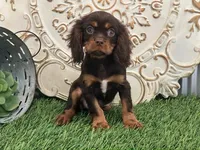 Tuffy, a male Cavalier King Charles Spaniel for sale in Charm, OH – Photo 2 of 5