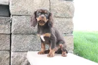 Tuffy, a male Cavalier King Charles Spaniel for sale in Charm, OH – 5 of 5