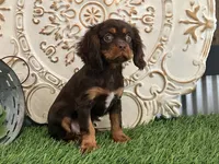 Tuffy, a male Cavalier King Charles Spaniel for sale in Charm, OH – Photo 5 of 5