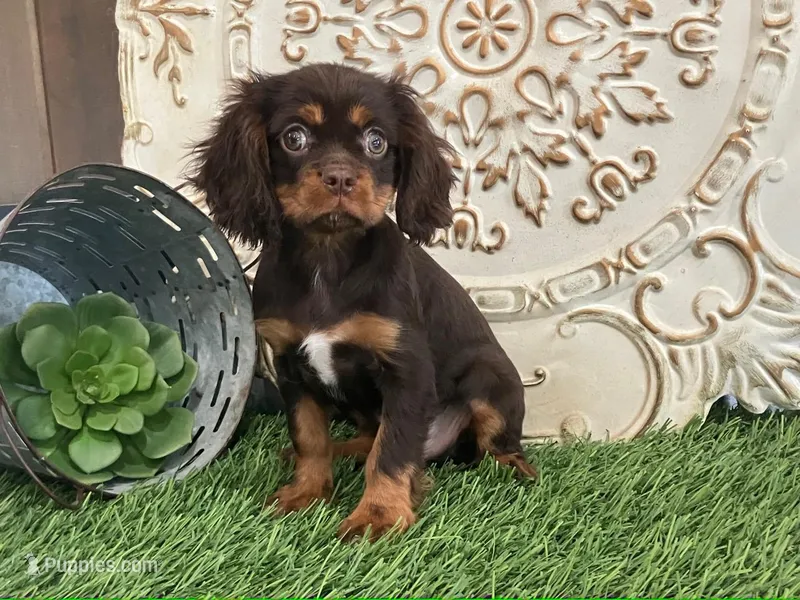 Tuffy – Cavalier King Charles Spaniel puppy for sale in Charm, OH