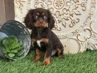 Tuffy, a male Cavalier King Charles Spaniel for sale in Charm, OH – Photo 1 of 5