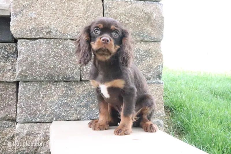 Tuffy – Cavalier King Charles Spaniel puppy for sale in Charm, OH