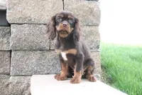 Tuffy, a male Cavalier King Charles Spaniel for sale in Charm, OH – 1 of 5