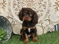 Tuffy, a male Cavalier King Charles Spaniel for sale in Charm, OH – Photo 4 of 5