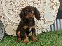 Tuffy, a male Cavalier King Charles Spaniel for sale in Charm, OH – Photo 3 of 5