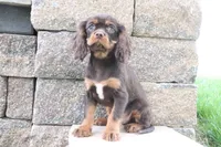 Tuffy, a male Cavalier King Charles Spaniel for sale in Charm, OH – 3 of 5