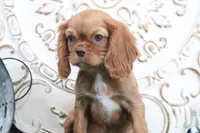 Toby, a female Cavalier King Charles Spaniel for sale in Charm, OH – Photo 5 of 5