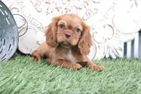 Toby, a female Cavalier King Charles Spaniel for sale in Charm, OH – Photo 4 of 5