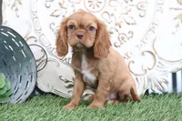 Toby, a female Cavalier King Charles Spaniel for sale in Charm, OH – Photo 2 of 5