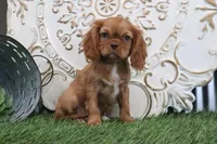 Toby, a female Cavalier King Charles Spaniel for sale in Charm, OH – Photo 1 of 5