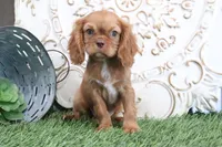 Toby, a female Cavalier King Charles Spaniel for sale in Charm, OH – Photo 3 of 5
