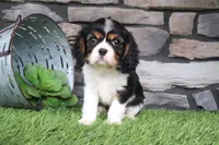 Lucy, a female Cavalier King Charles Spaniel for sale in Charm, OH – 5 of 5