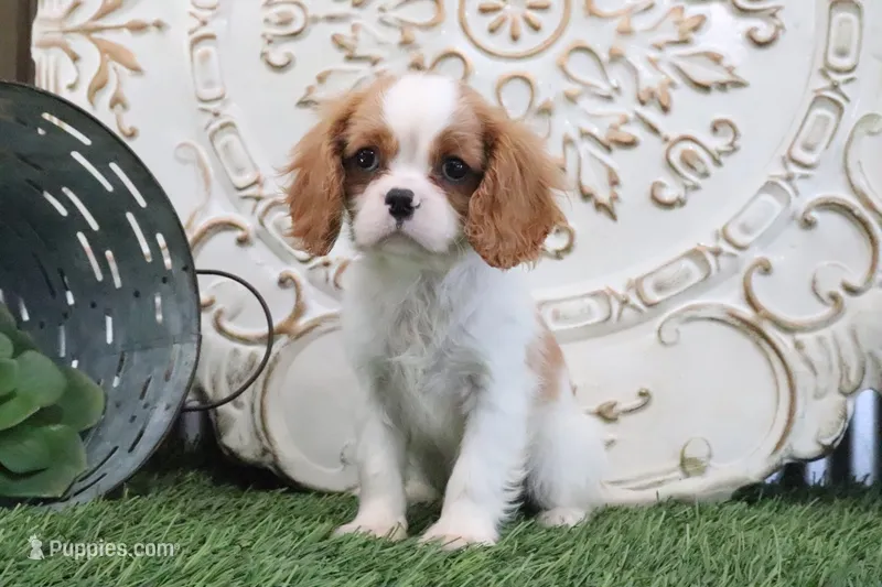 Ace – Cavalier King Charles Spaniel puppy for sale in Charm, OH